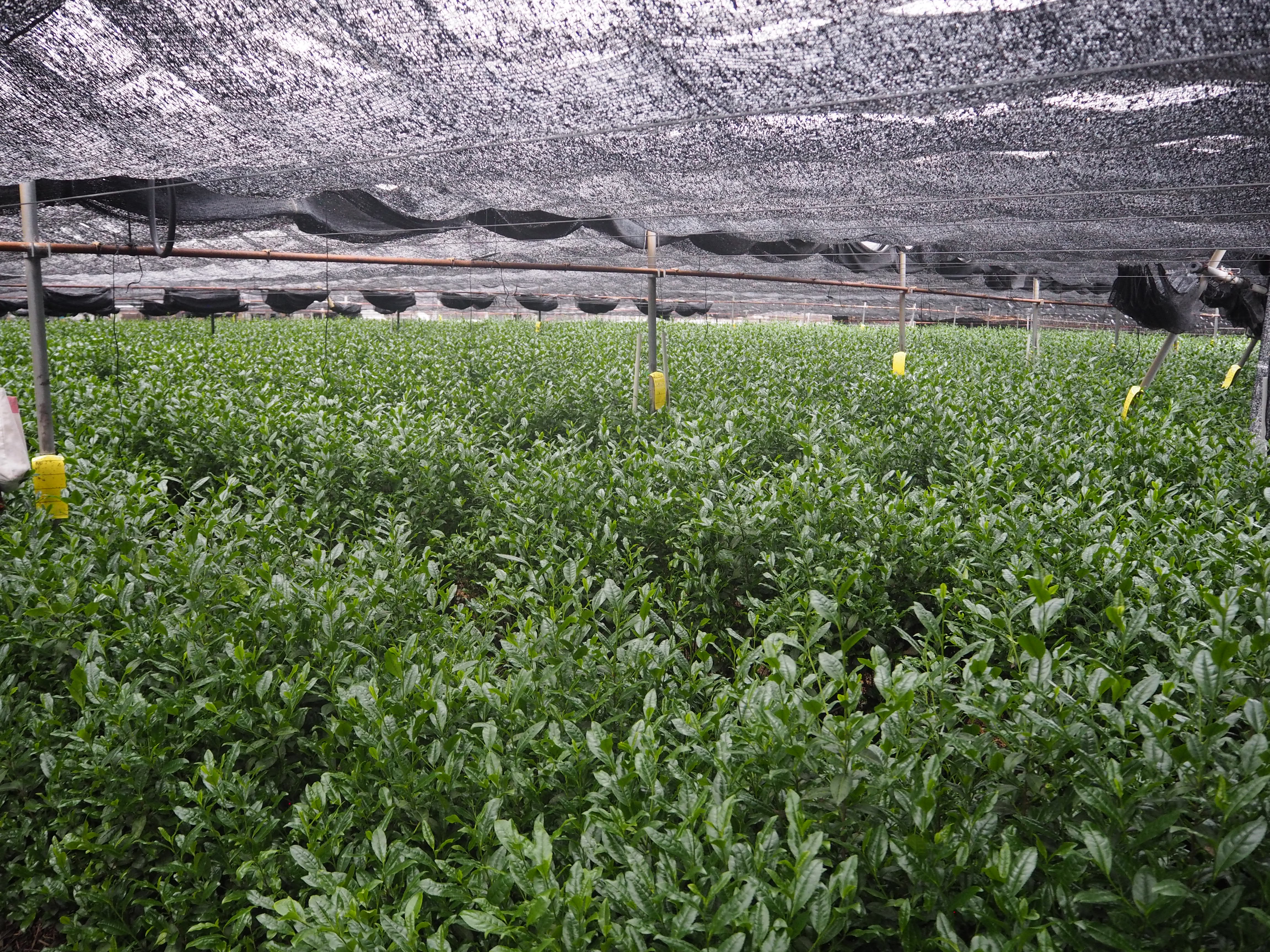 Shade-grown tea field at a Horai & Co. partner farm in Japan